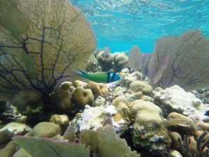 belize-reef-snorkel-tour-caye-caulker